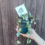 Lampášik (Ceropegia woodii) - výška 10 cm, Ø 20-30 cm, kont. C1L